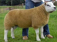Texel Sheep