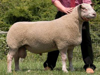 Charollias Sheep
