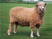 Cotswold Sheep