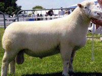 Poll Dorset Sheep