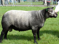 Blue Texel Sheep
